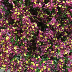 LIMONIUM SCARLETT/CHINA CERIS/RÖD 70-80