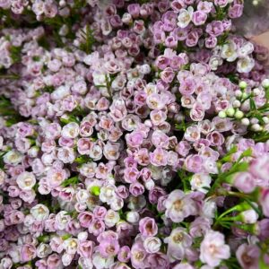 WAXBLOMMA JUPITER SOLAR ROSA