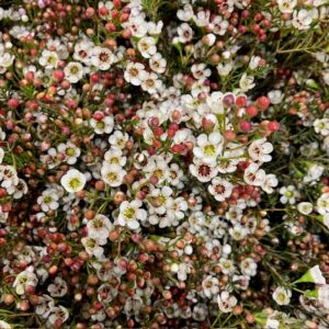 WAXBLOMMA MAYA VIT 70CM