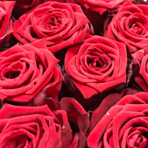 ROS RED NAOMI PORTA NOVA 55CM