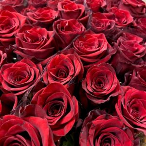 ROS 10-P EXPLORER RÖD 40 CM