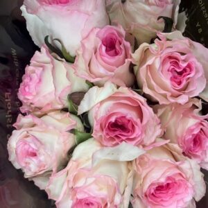 ROS 10-P MANDALA ROSA/VIT