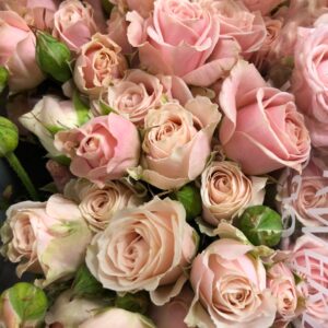 ROS KVIST SWEET 4-TUNE ROSA