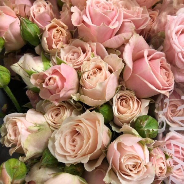 ROS KVIST SWEET 4-TUNE ROSA
