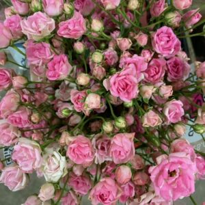 ROS KVIST GYPSY ROSE