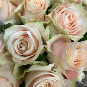 ROS CHARMANT BEIGE/LJUSROSA 50-60CM