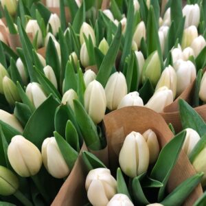TULPAN 10-P ENKEL VIT NL