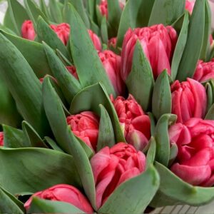 TULPAN PINK FOXTROT COAS