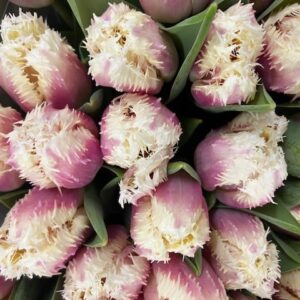 TULPAN HAWAII CREMEROSA FRANSIG NL