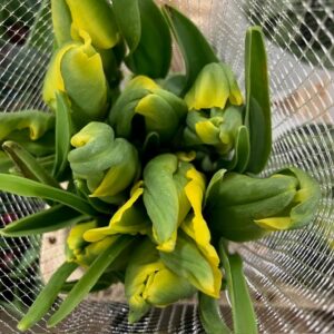 TULPAN FRANSKA LA COURTINE PARROT GUL