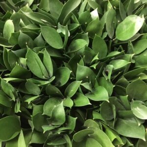 GRÖNT RUSCUS GOLAN 60CM X50