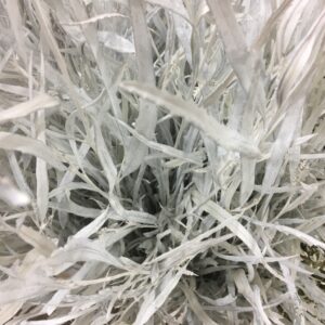 GRÖNT GREVILLEA VIT