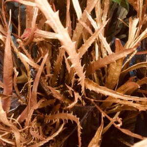 GRÖNT GREVILLEA KOPPAR