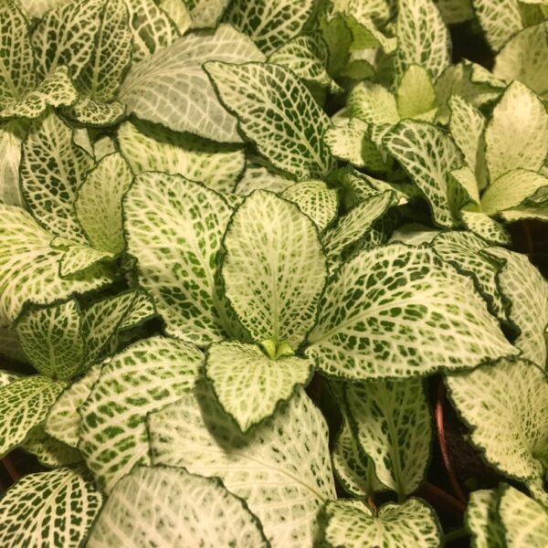 FITTONIA VIT x21