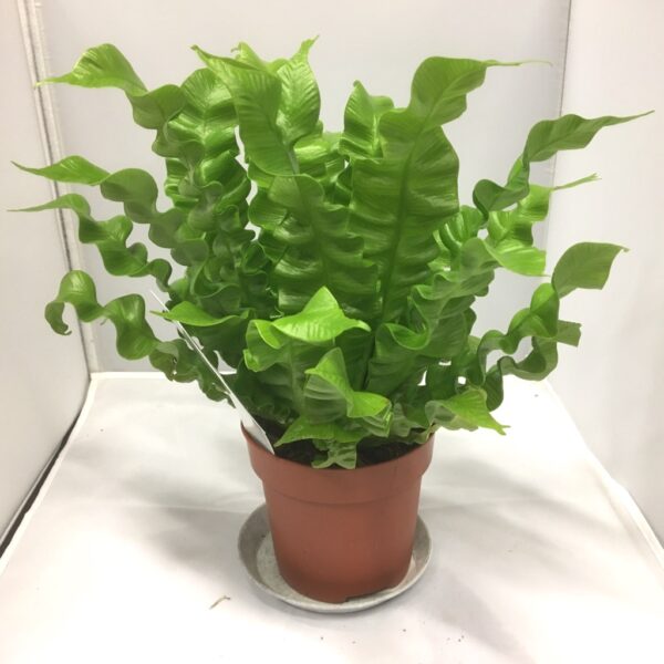 ASPLENIUM CRISPY WAVES x8