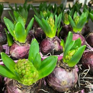 HYACINT ROSA FRILLESÅS STANDARD x32