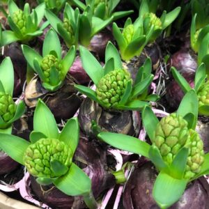 HYACINT ROSA FRILLESÅS EXTRA x32