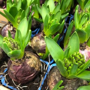 HYACINT BLÅ FRILLESÅS EXTRA x32