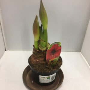 AMARYLLIS RÖD STANDARD x10