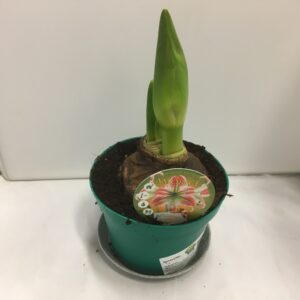 AMARYLLIS 2-F RÖD/VIT LG x8