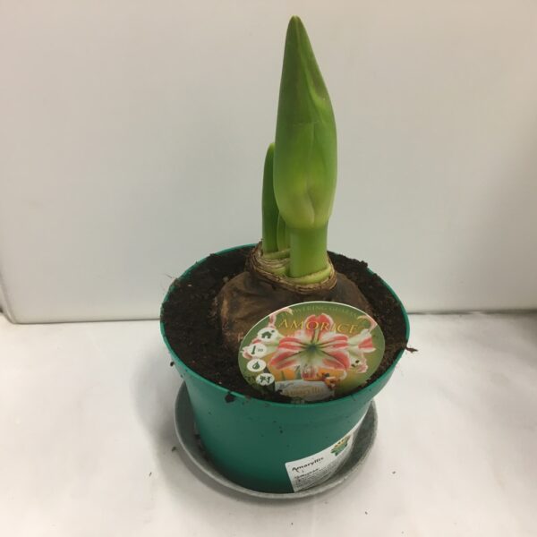 AMARYLLIS 2-F RÖD/VIT LG x8