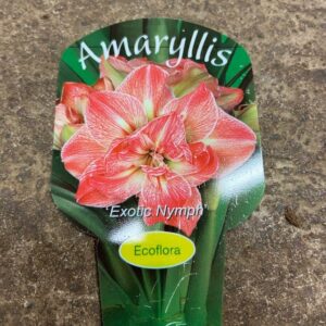 AMARYLLIS EXOTIC NYMPH K:14CM x8