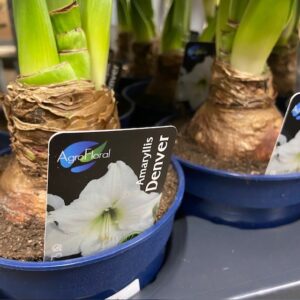 AMARYLLIS DENVER/W.CANDEL VIT K:13CM x8