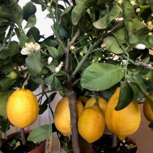 CITRUS CITRON STAM K:20CM