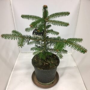 ABIES GRAN K:15CM H:35-45CM x8