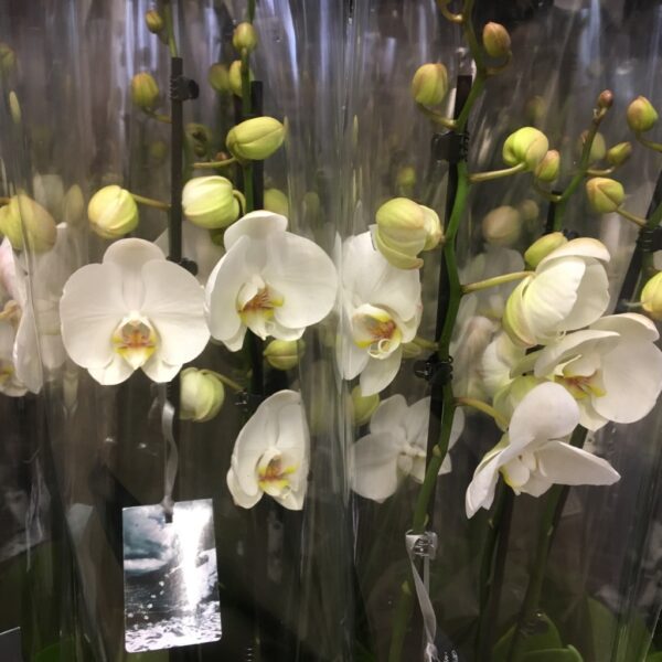 PHALAENOPSIS 2-STJ VIT x10