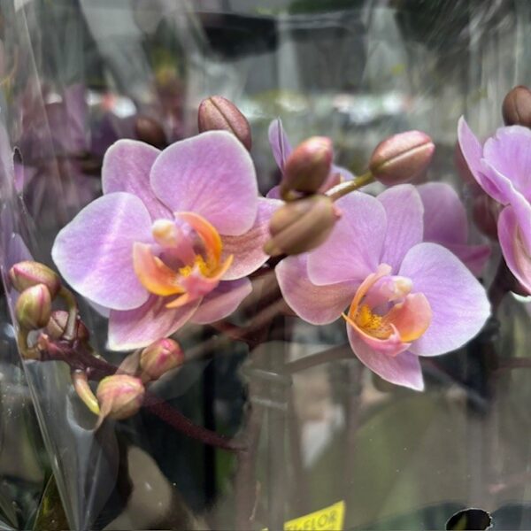 PHALAENOPSIS MULITFL BOQUETTO ROSA x6