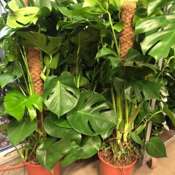 MONSTERA MOSSTOCK H:110-120CM