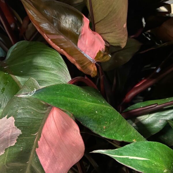 PHILODENDRON PINK PRINCESS K:12CM x6