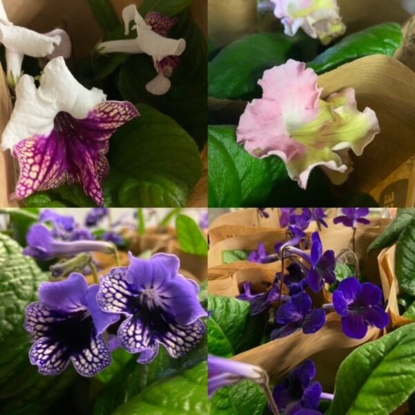 STREPTOCARPUS SVE MB x10