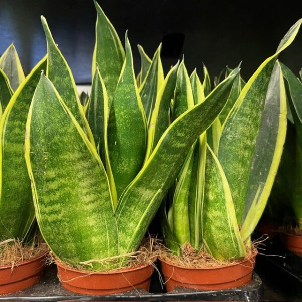 SANSEVERIA MIX K:9CM x12