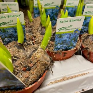 SCILLA BLÅ K:9CM x18