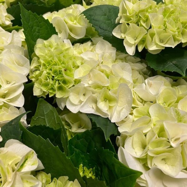 HORTENSIA VIT K:13CM x6