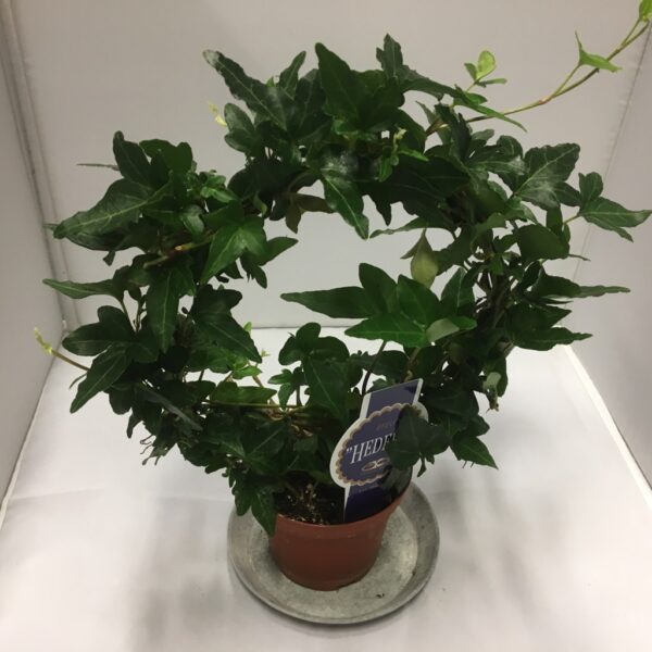 HEDERA BÅGE K:9CM x12