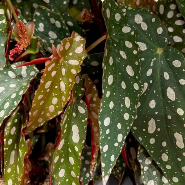 BEGONIA SILVER SPOT K:13CM x8