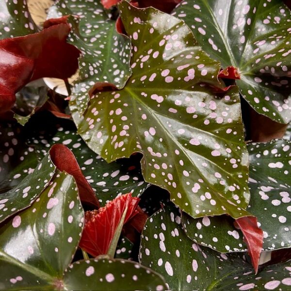 BEGONIA MACULATA CRACKLIN ROSY K:12CM x8