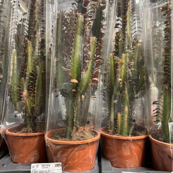 EUPHORBIA TRIGONA RUBRA K:17CM x6