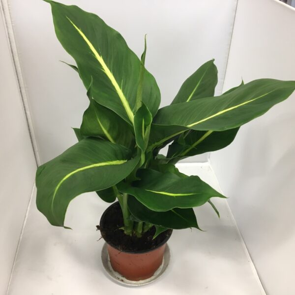 DIEFFENBACHIA GREEN MAGIC x8