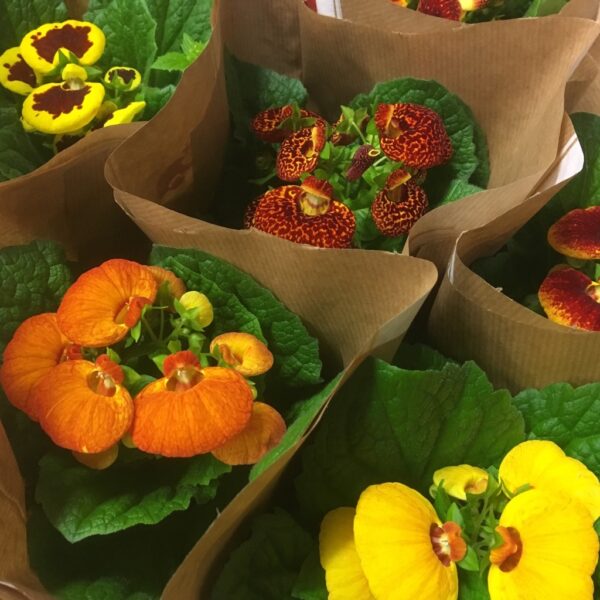 CALCEOLARIA TOFFELBLOMMA x8