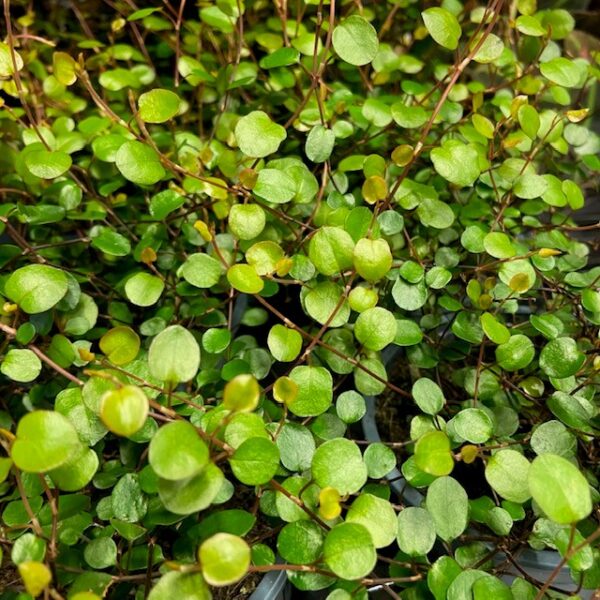 MUEHLENBECKIA COMPLEXA K:10,5CM x12