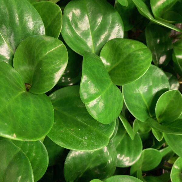 PEPEROMIA OBUSTIFOLIA GREEN x10