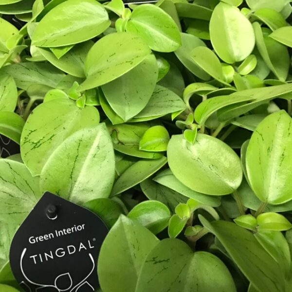 PEPEROMIA PIXIE LIME x8