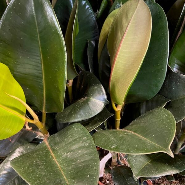 FICUS ELASTICA K:12CM x10