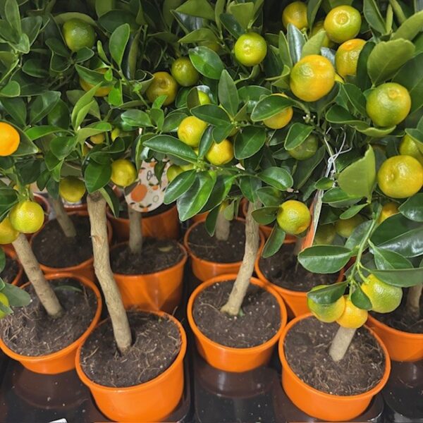 CITRUS CALAMONDIN STAM H:50CM K:15CM x6