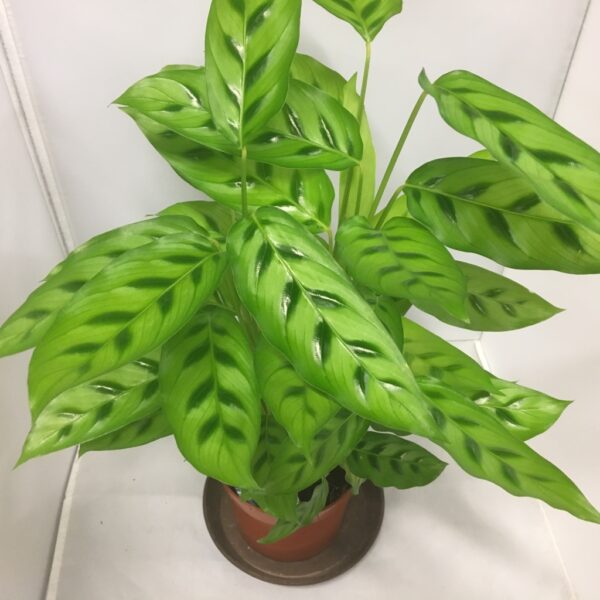 CALATHEA LEOPARDINA K:12CM x6