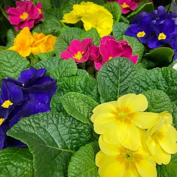 PRIMULA MIX x12